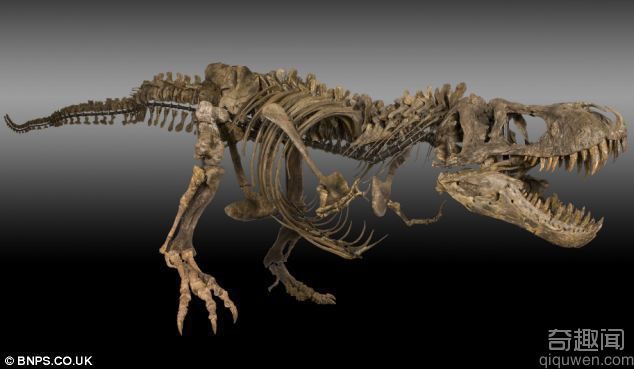 美国发现7000万年前恐龙化石 发现者一夜暴富