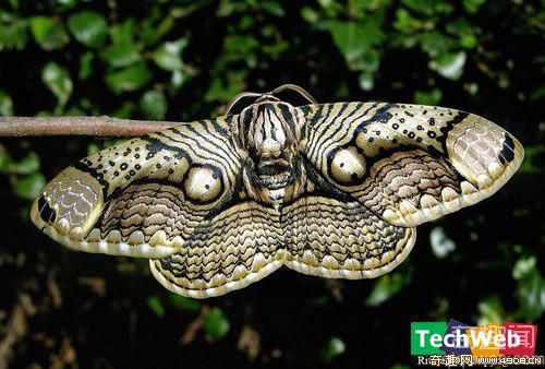 [多图]盘点世界上最美丽的十一种蛾类