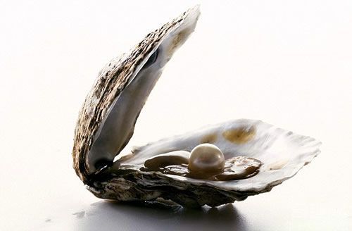 1亿年前的大牡蛎 里面可能含有世界上最大的珍珠