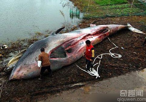 解剖巨型食人鱼现惊人秘密 令人惊讶不已