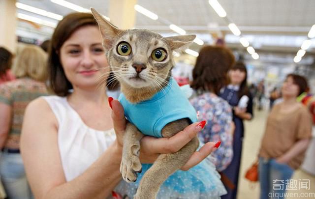 乌克兰举行猫咪秀 猫咪走秀酷劲十足