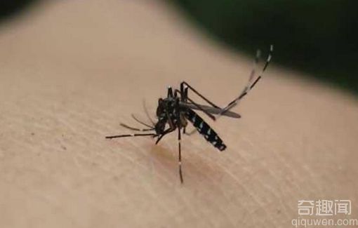 蚊子喜欢咬什么血型的人 什么血型吸引蚊子