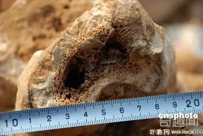 [图文]山东淄博发现第四纪更新世晚期古菱齿象