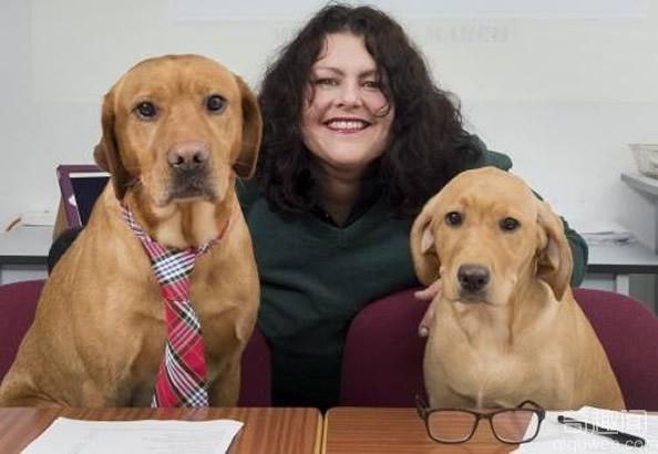 英一学校让狗当面试官 考验对动物的洞察力