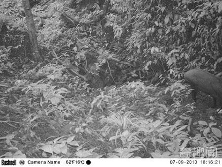 南大羚现“亚洲独角兽” 非常罕见【图】