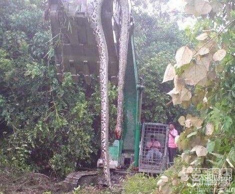 广西村民挖出百岁巨蟒 体重300公斤