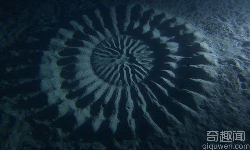探索海底麦田怪圈的秘密 河豚鱼的艺术
