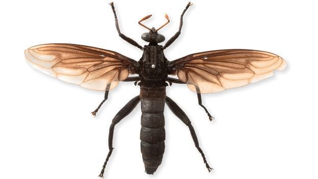 世界上最大的苍蝇 其进化程度令人惊叹
