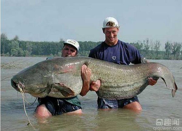 世界上最大的鱼 又见深海怪鱼