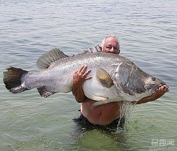 世界上最大的鱼 又见深海怪鱼