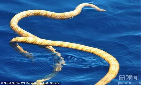 澳西海岸惊现灭绝蛇类 被发现时正在交配