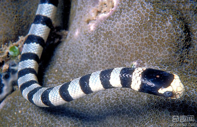 澳西海岸惊现灭绝蛇类 被发现时正在交配