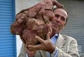 世界最大马铃薯 重达11.3公斤