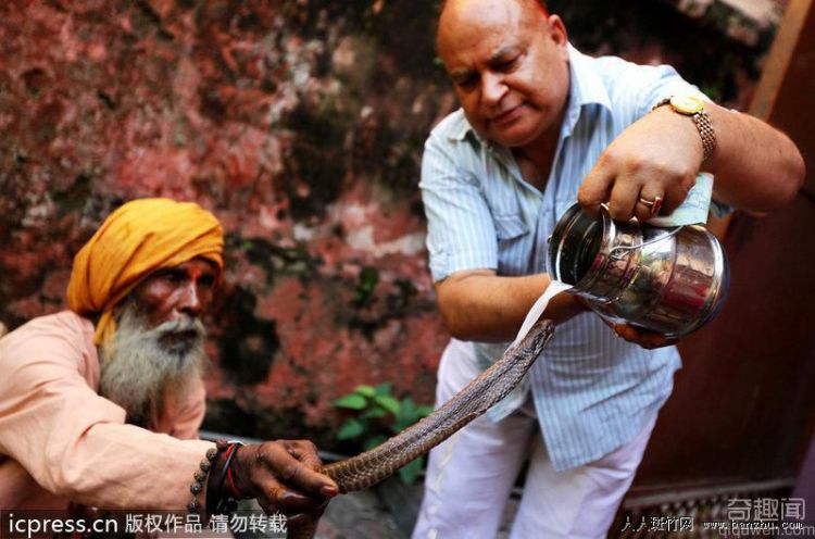 印度教传统蛇节 备牛奶给蛇神享用