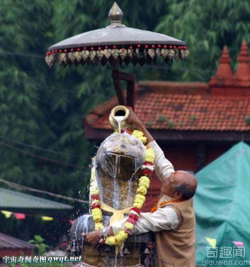 印度教传统蛇节 备牛奶给蛇神享用