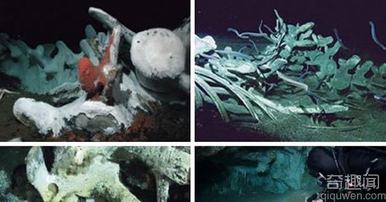 盘点：海底“奇异墓地” 一定会让你感到很奇妙!