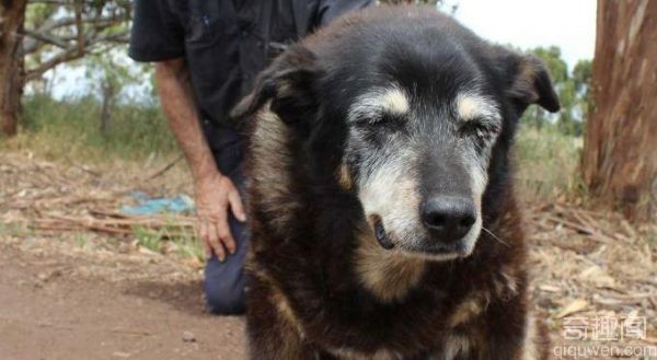 世界最老狗狗辞世 享年30岁 等于人类年龄的133岁