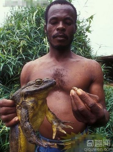 世界上最大的蛙类是非洲巨型青蛙：身长可达1米