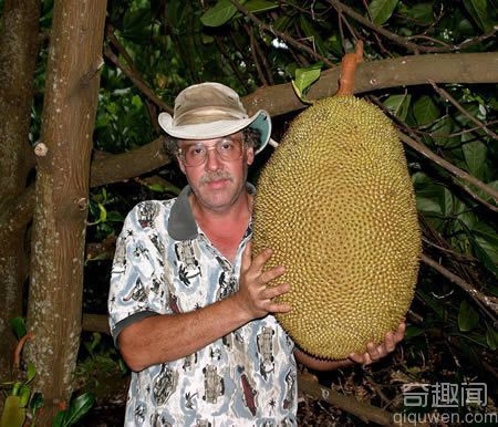 世界上最大的菠萝蜜【组图】