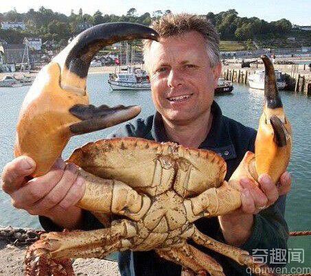 巨型海蜘蛛 消无声息吃掉日本渔民