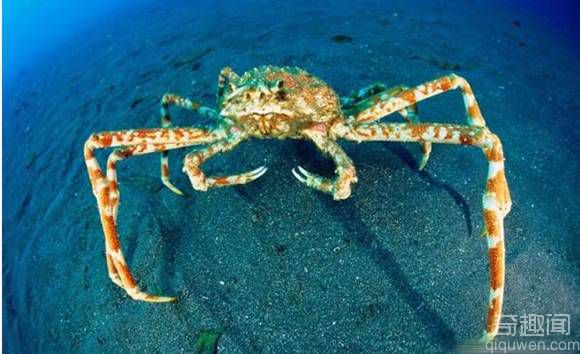 巨型海蜘蛛 消无声息吃掉日本渔民