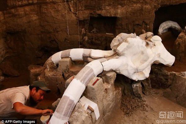 墨西哥发现长毛象尸骨 尸体可追溯至万年前