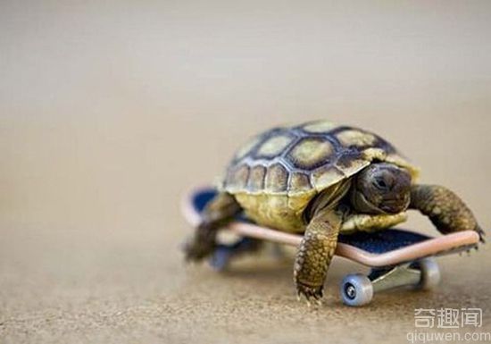 世界上最搞笑的创意乌龟搞笑图片集