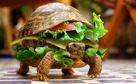 世界上最搞笑的创意乌龟搞笑图片集