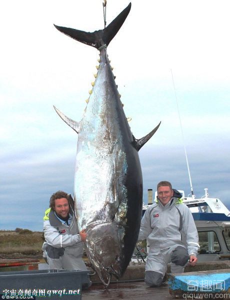 加拿大渔民捕获453公斤4米长巨型金枪鱼创下纪录