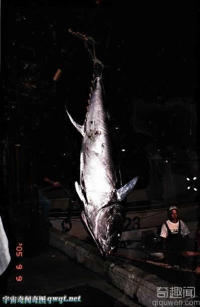 加拿大渔民捕获453公斤4米长巨型金枪鱼创下纪录