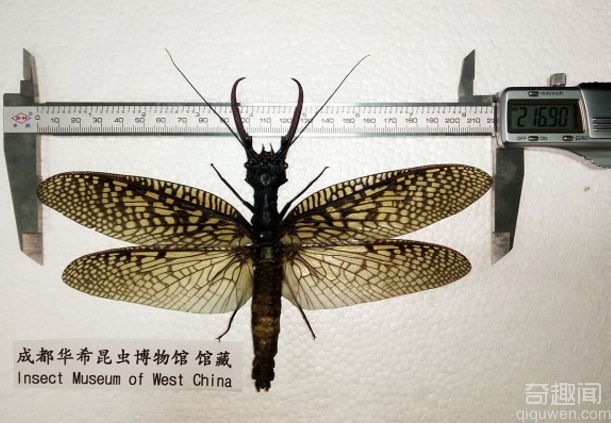 世界最大水生昆虫 越中巨齿蛉体长15.06厘米