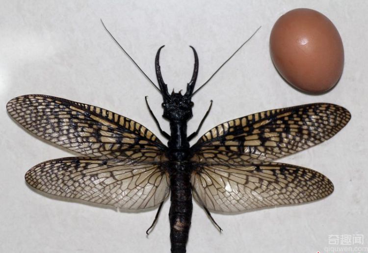 世界最大水生昆虫 越中巨齿蛉体长15.06厘米