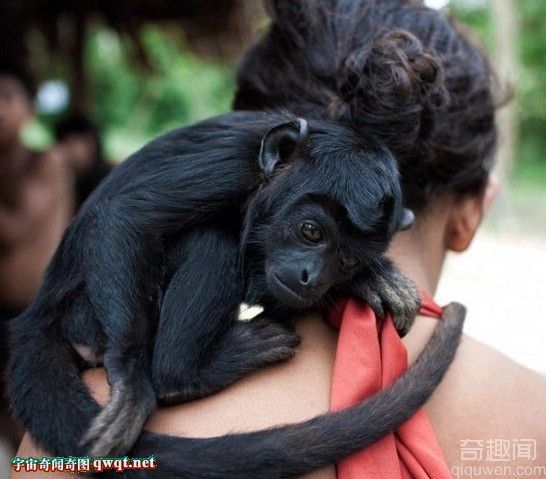 巴西原始部落妇女用母乳喂猴