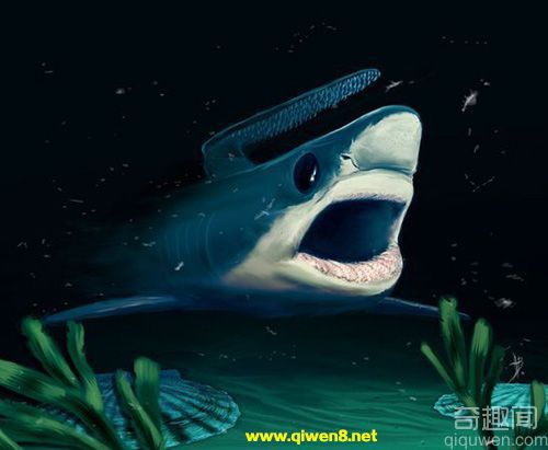 幸存远古鲨鱼 体型牙齿很小