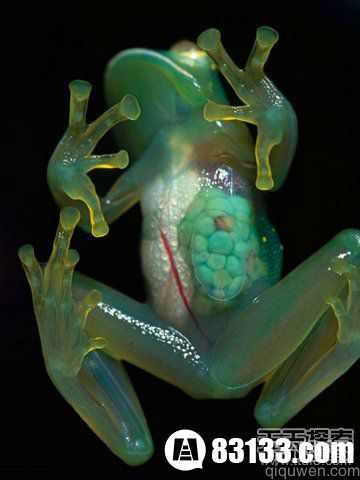 盘点自然界会隐身的动物：幽灵虾与玻璃蛙