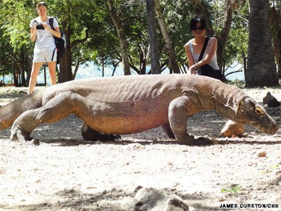 世界上最大的蜥蜴 称之为“科摩多的龙”