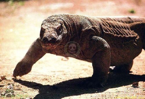 世界上最大的蜥蜴 称之为“科摩多的龙”