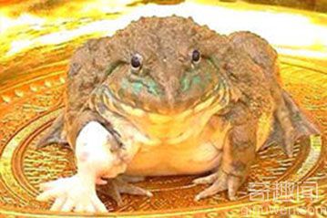 7只脚的青蛙 发现在泰国一佛寺