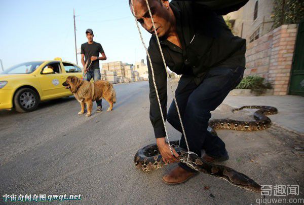 霸气牛人！巴勒斯坦男子用绳子牵着蟒蛇逛街