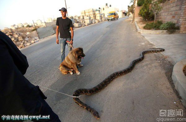 霸气牛人！巴勒斯坦男子用绳子牵着蟒蛇逛街