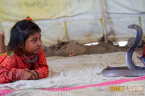 [图文]印度儿童两岁就用眼镜蛇“练胆儿” 将成为专业的耍蛇人