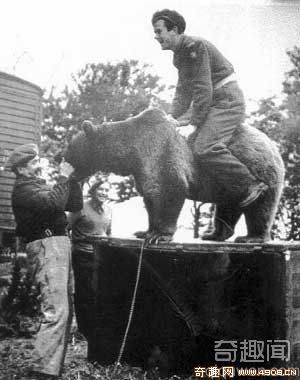 [图文]英国人呼吁为二战中立功棕熊立碑纪念