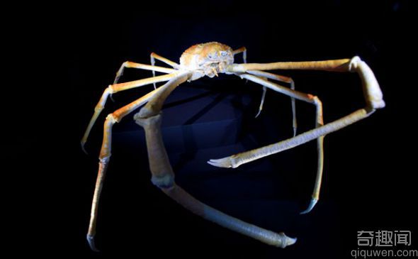 世界上最大的螃蟹？英海岸惊现15米长螃蟹引发诸多猜测