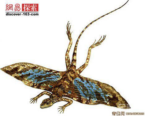 [图文]史前会飞的爬行动物——孔耐蜥 距今已有2.35亿年