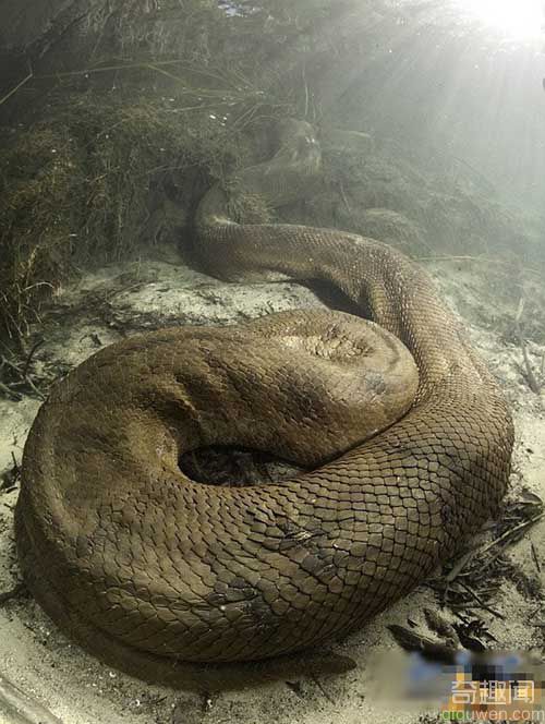 惊现！零距离接触野外长达8米的巨型蟒蛇【图讯】