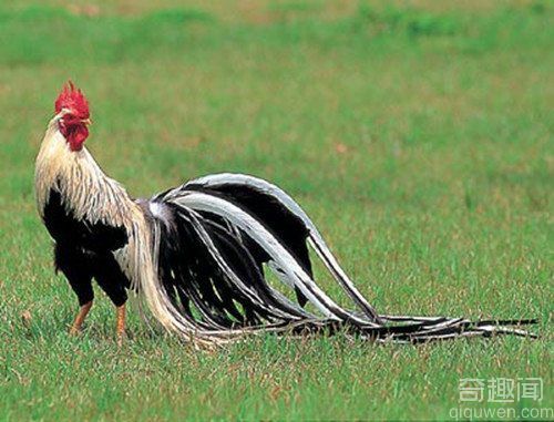 日本长尾鸡的公鸡羽毛，最长１０.９米堪称世界上最长的羽毛