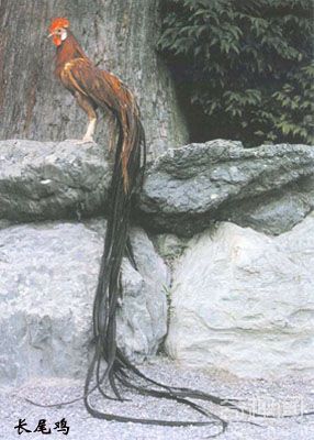 日本长尾鸡的公鸡羽毛，最长１０.９米堪称世界上最长的羽毛