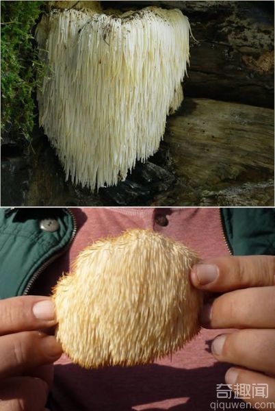十大奇特蘑菇 大块头、发光等
