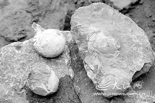 江西赣县一工地已出土80枚恐龙蛋化石 品种之多在全国实属罕见