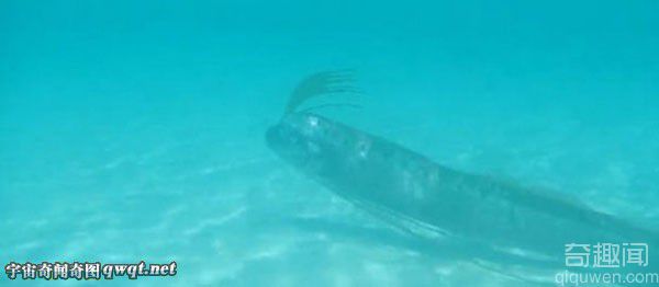 墨西哥海滩长达4.5米的珍稀皇带鱼搁浅死亡